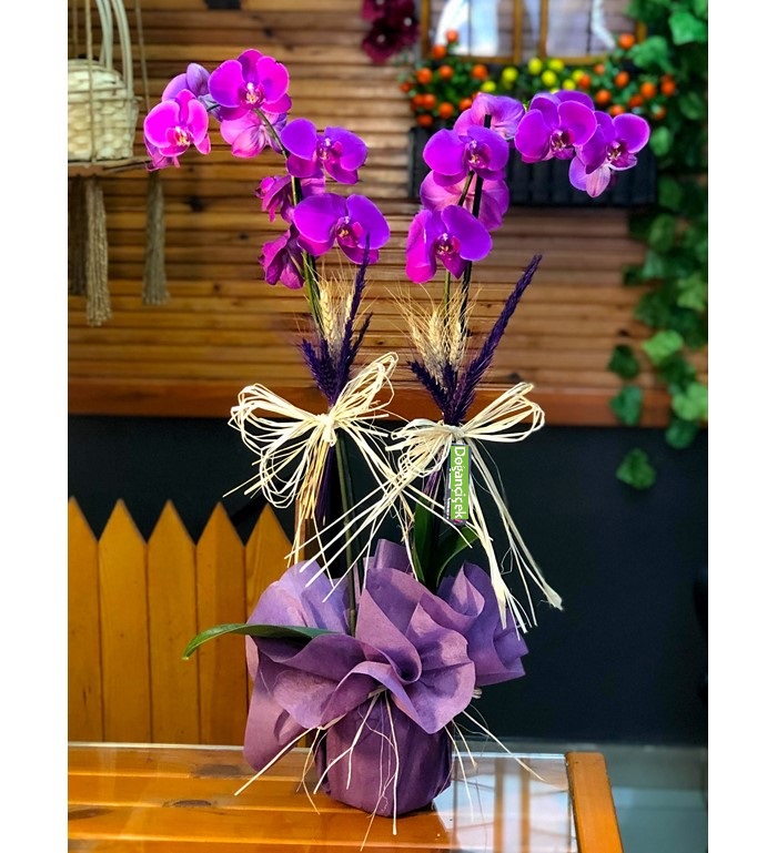 fusya-orkide