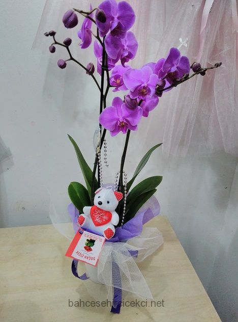 Tüyap Saksı Çiçekleri - Tüyap çiçekçi ,çiçekçi iletişim,seramik-saksi-2-dalli-orkide
